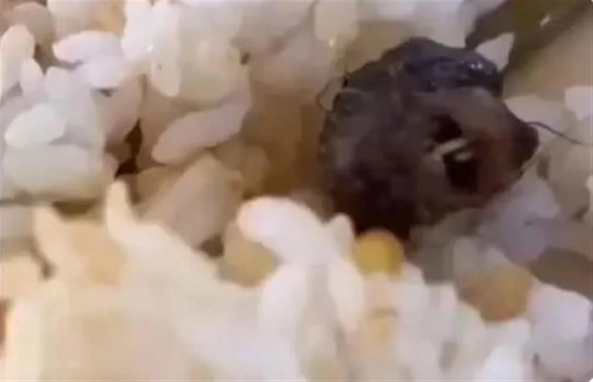 ����������������Ժ��6��1��ʳƷ��ȫ�¼���(li��n)���{(di��o)��M