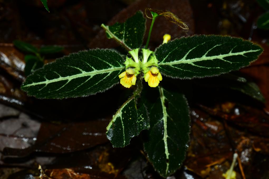 �҇��о��ˆT�l(f��)�F(xi��n)6�Nֲ������N