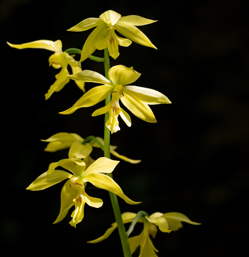 ����ɽ�}�״ΰl(f��)�F(xi��n)����һ��(j��)���o(h��)ֲ����S���r���m