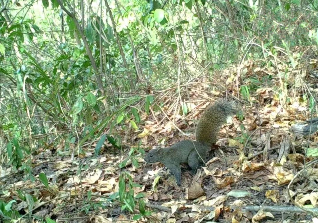 �������ѡ����������T������ɭ�ֹ��@�״��ĵ��@�N����