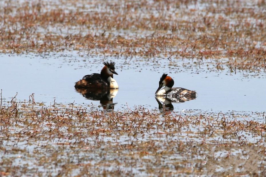 �½��|��ɽ��������جF(xi��n)ˮ�B(ni��o)��Ⱥ���^