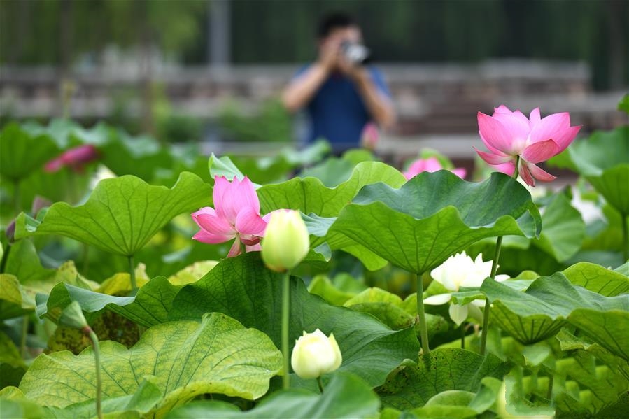 �ӱ�ʯ���f������������׃�����С��Gɫ���ɡ�