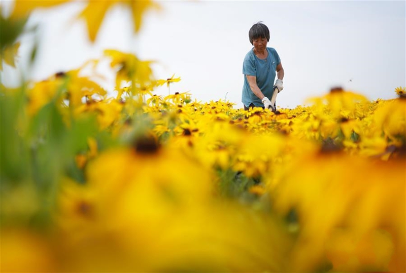 ��ˎ�ķNֲ�`�š�������(j��ng)��(j��)��