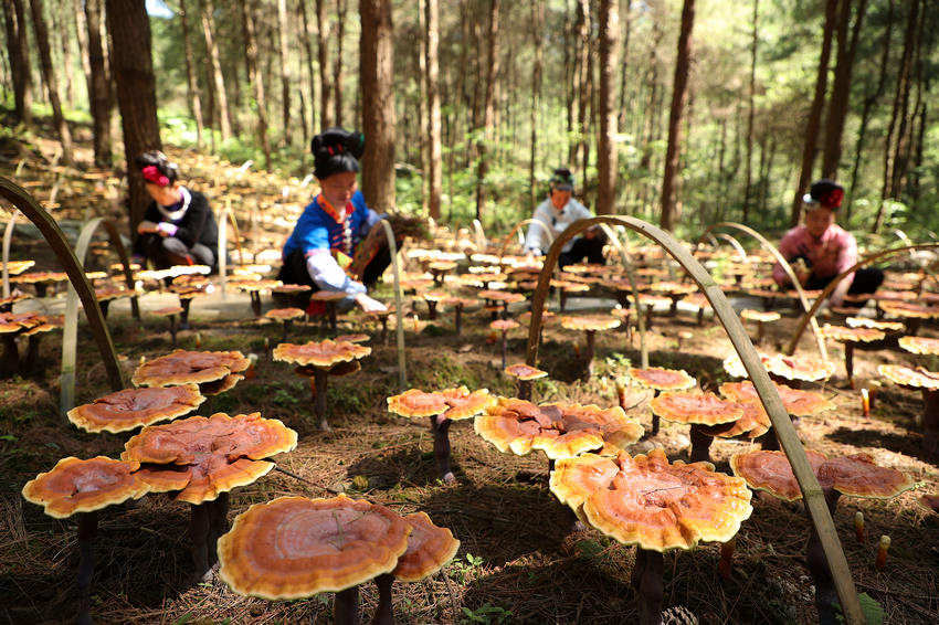 �F�ݣ�����`֥�����wȺ���͘I(y��)���պá���ؐ��