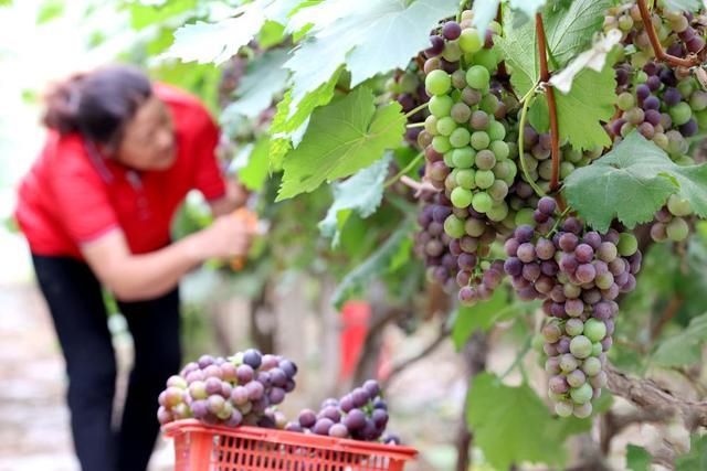 �����r(n��ng)æ���S��