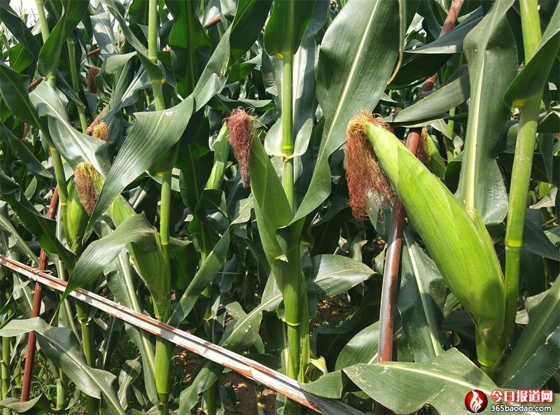 ���װ� (1).jpg