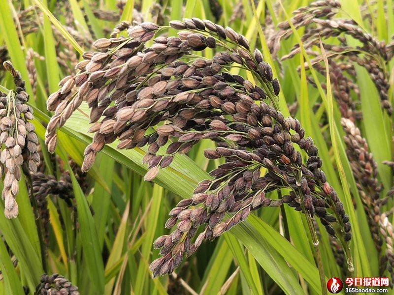 ������֬�ڵ� (1).jpg