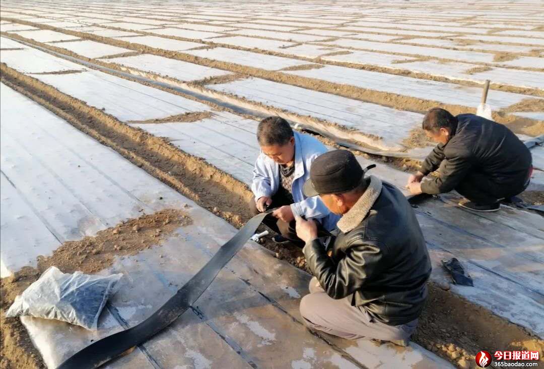 ɽ�|��Ͷ�r�I(y��)��(zh��n)�������䴺���������a�ɲ��`