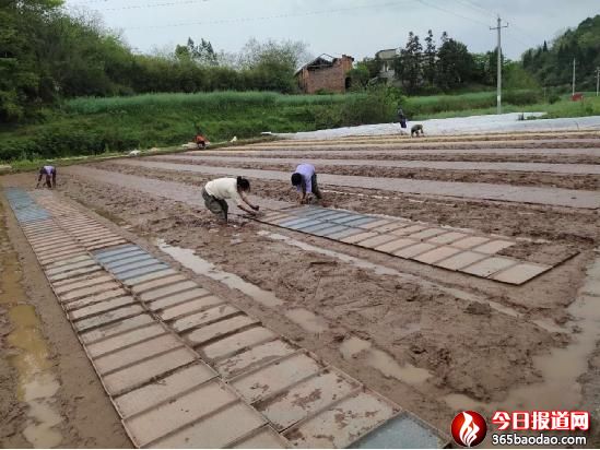  ����ʡ���Ͽh�r(n��ng)�񌣘I(y��)�����珊(qi��ng)��(qi��ng)(li��n)�ϓ�ץ�絾���a(ch��n)æ����