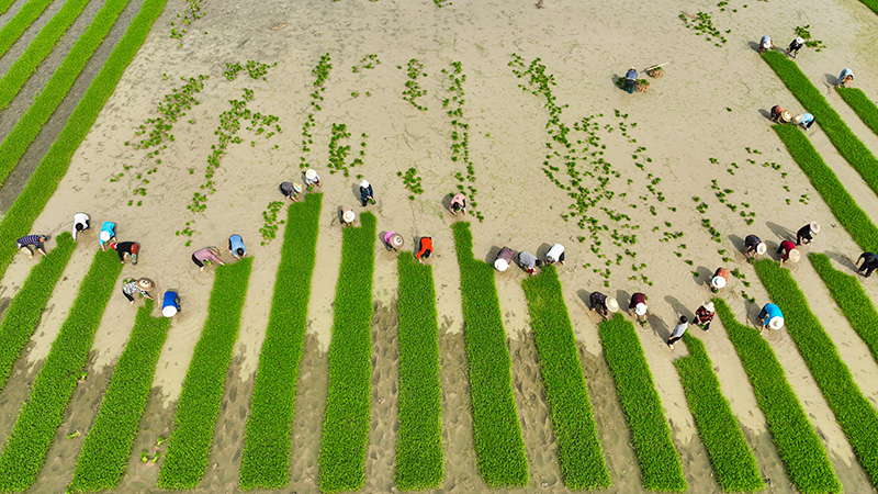 ���g���^�����\��æ