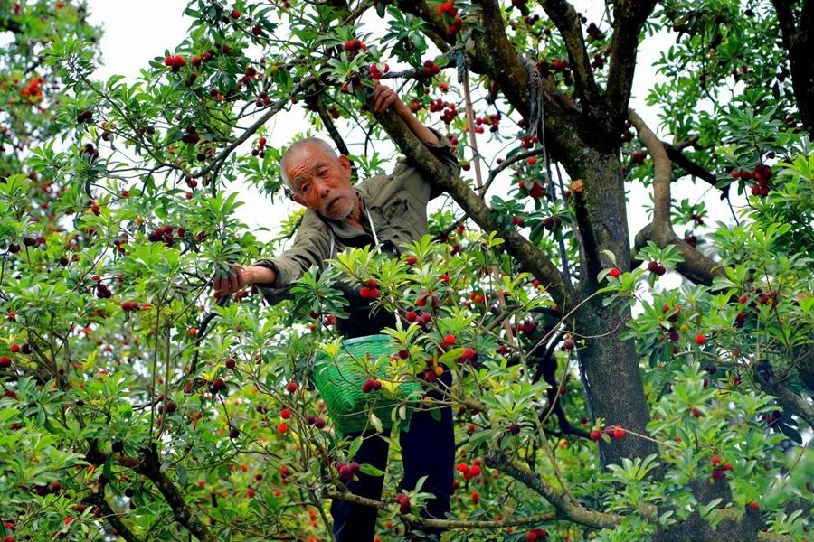 �㽭�ɾӣ���÷�t�r(sh��)÷�r(n��ng)��(l��)