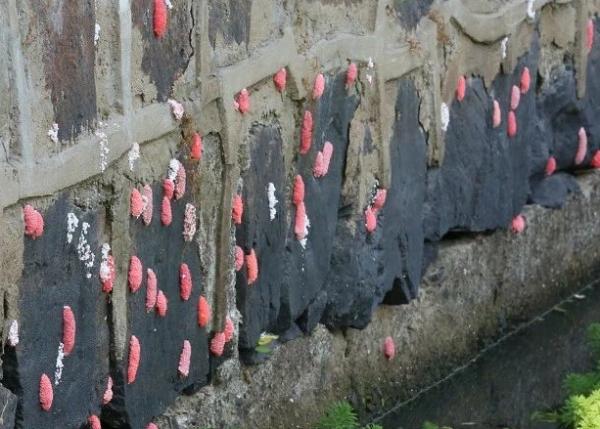 �㽭����ѳ��F(xi��n)���@�N�|��ǧ�f�e�`ʳ��һֻ������6000�l�����x