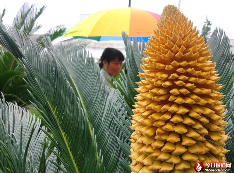 �y��һҊ ��ɏ����^(q��)�F���_����