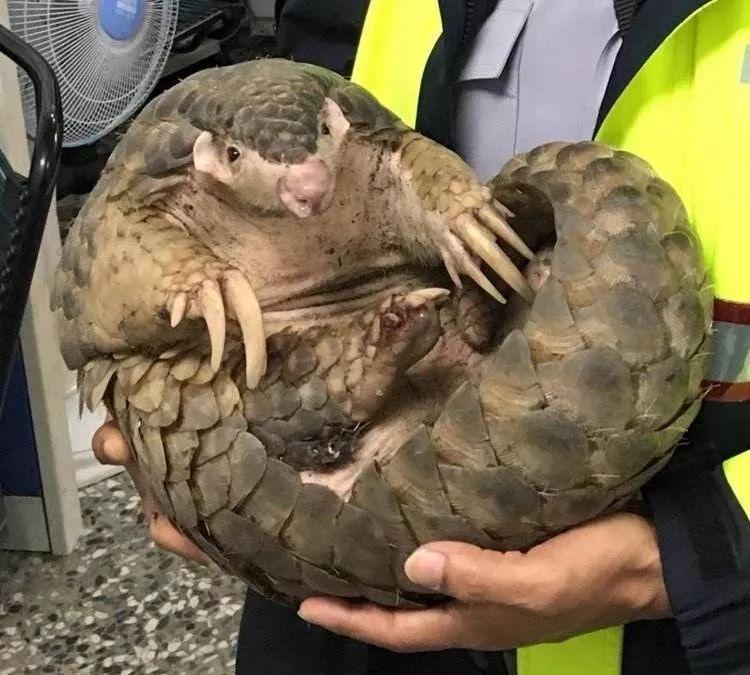 �п���Ҫ�ԡ���������һֻ���w��ɽ�ף�һ��(g��)��(n��i)6���D(zhu��n)�ֺ󱻶��ϲ�������