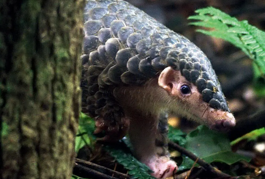 ��ɽ�������M�����F����Щ������������ʧ���Ї�����