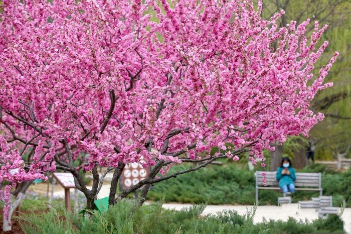 �ھŌñ���ɭ���Ļ���(ji��)�_Ļ ȫ���_չ200�����Ļ����